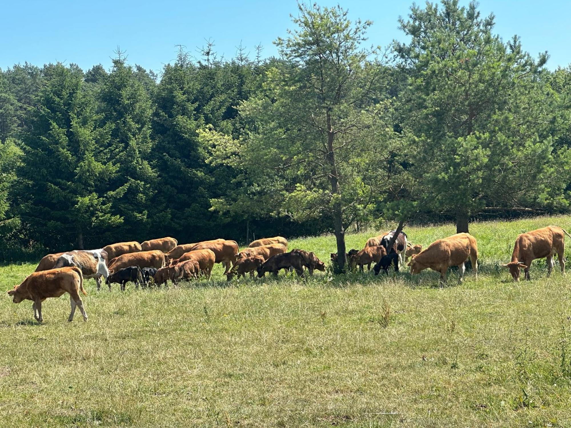 Gizycko-Przerwanki Domki Widok Na Mazury Eksteriør bilde