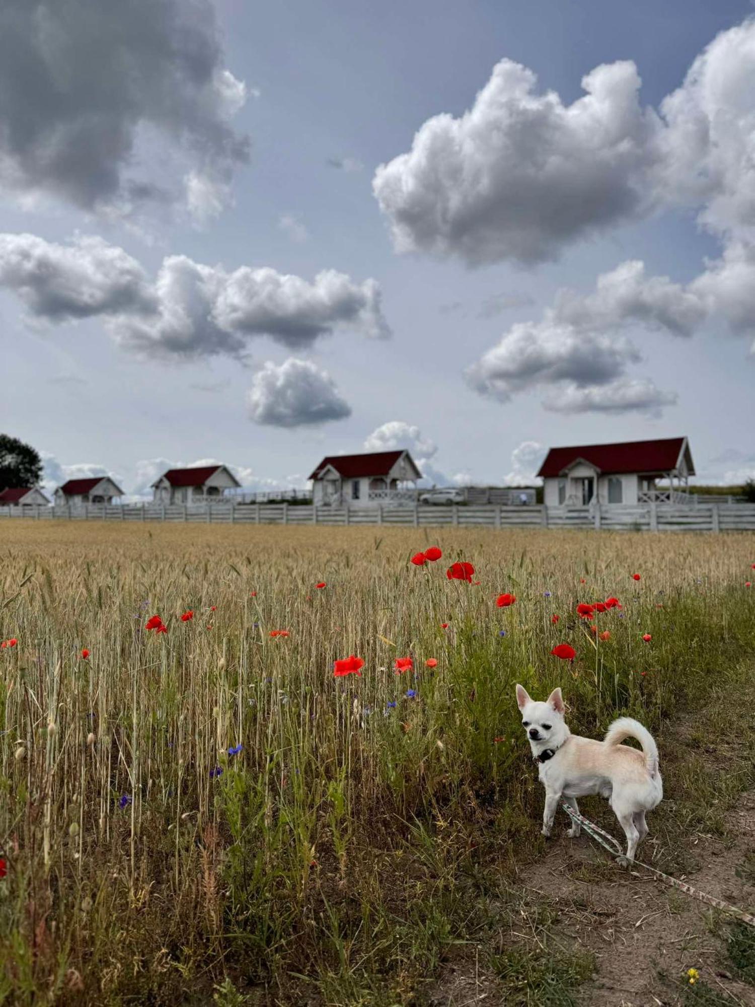 Gizycko-Przerwanki Domki Widok Na Mazury Eksteriør bilde